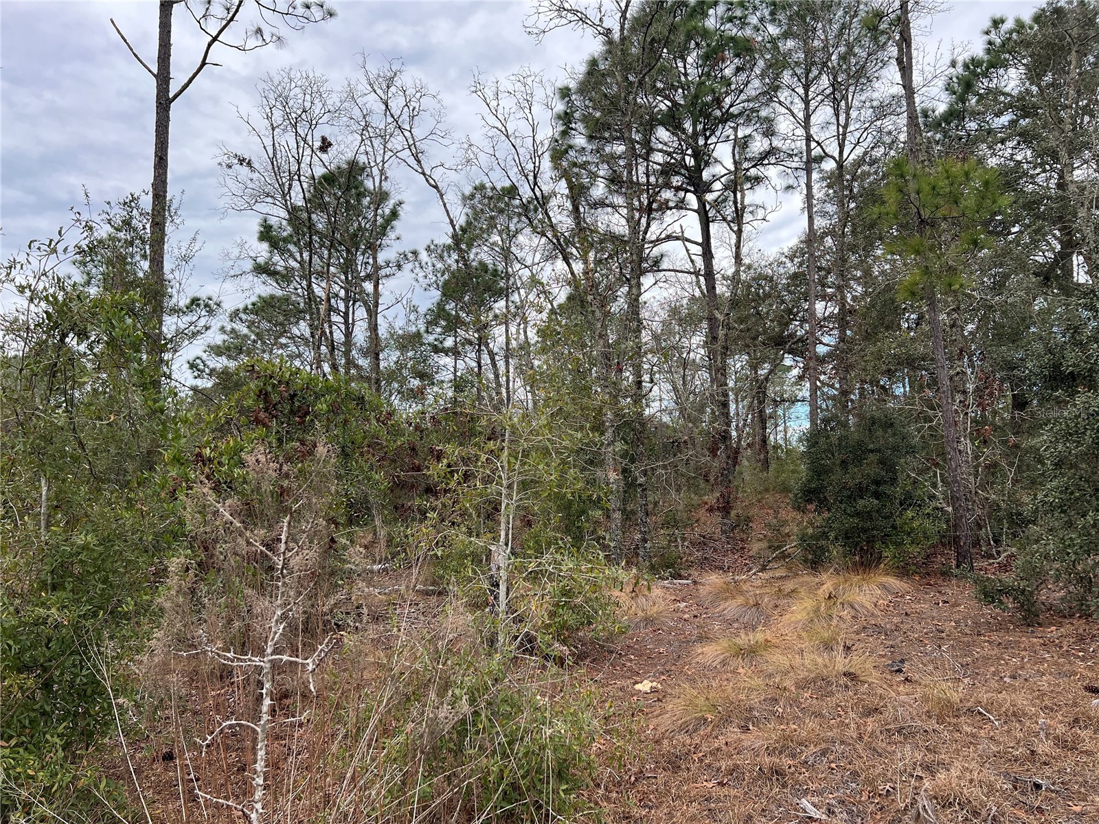 20140 NW 27th Street Morriston FL 32668 GC536980 image49