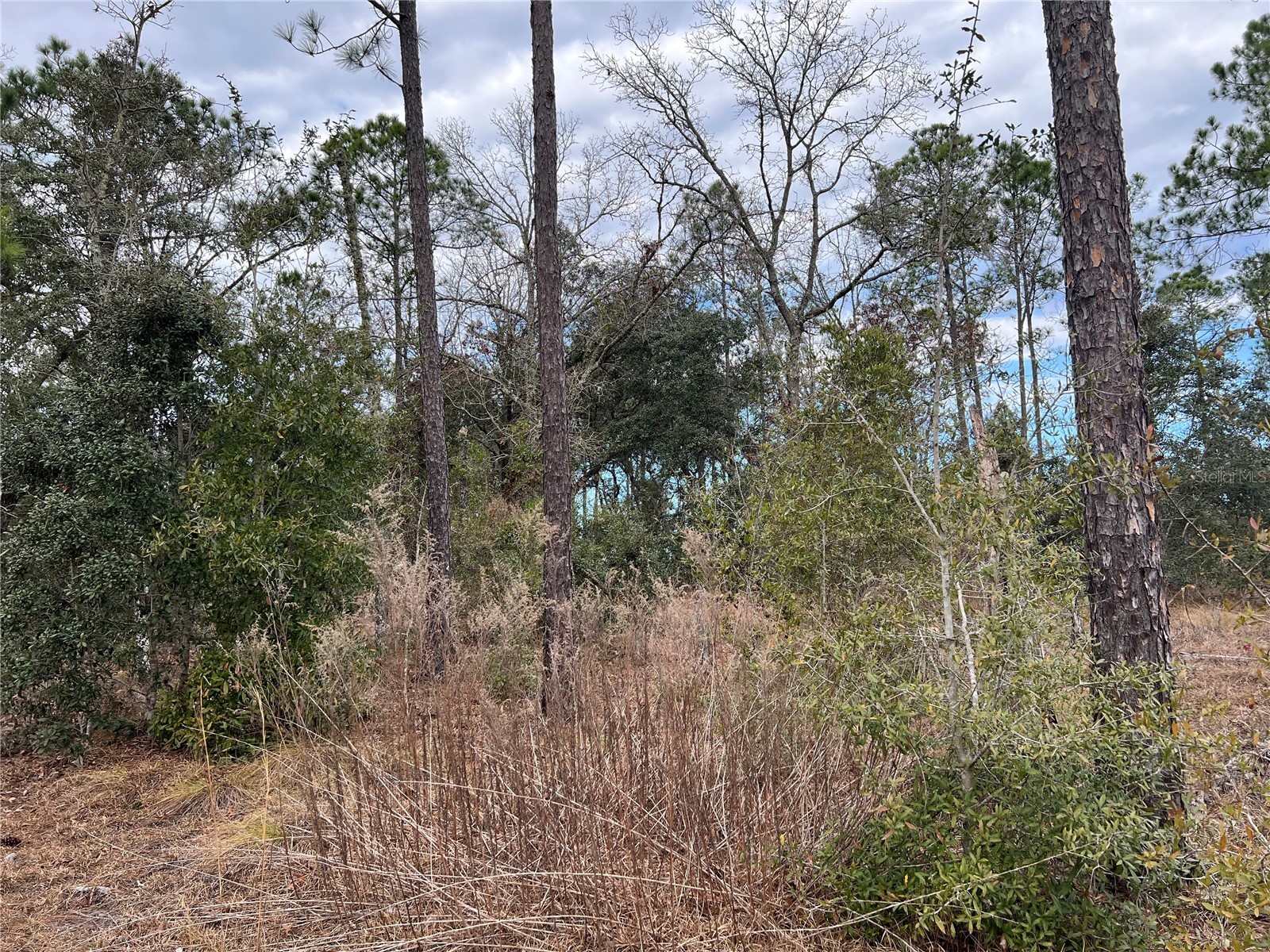 20140 NW 27th Street Morriston FL 32668 GC536980 image51