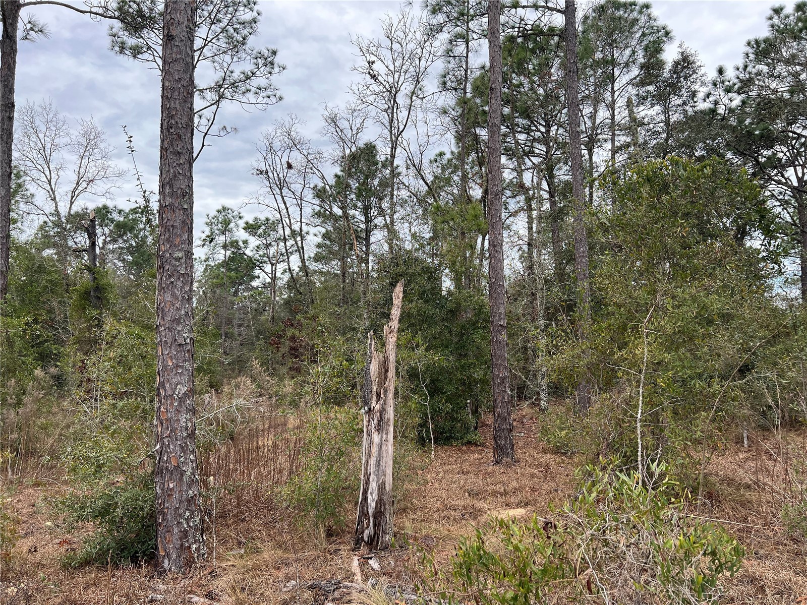 20140 NW 27th Street Morriston FL 32668 GC536980 image55