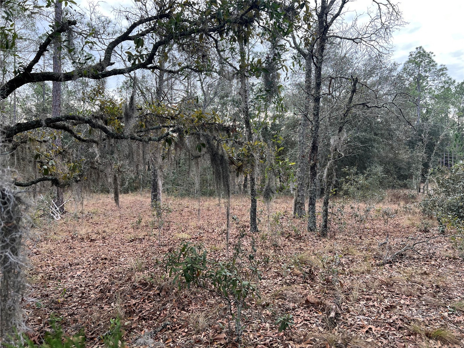 20140 NW 27th Street Morriston FL 32668 GC536980 image65