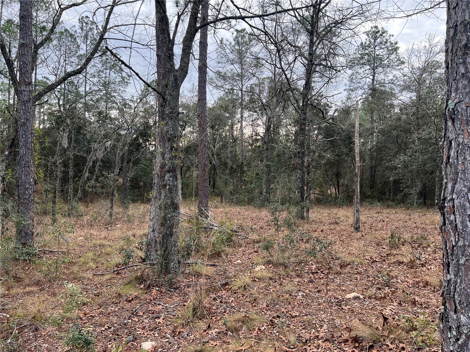 20140 NW 27th Street Morriston FL 32668 GC536980 image68