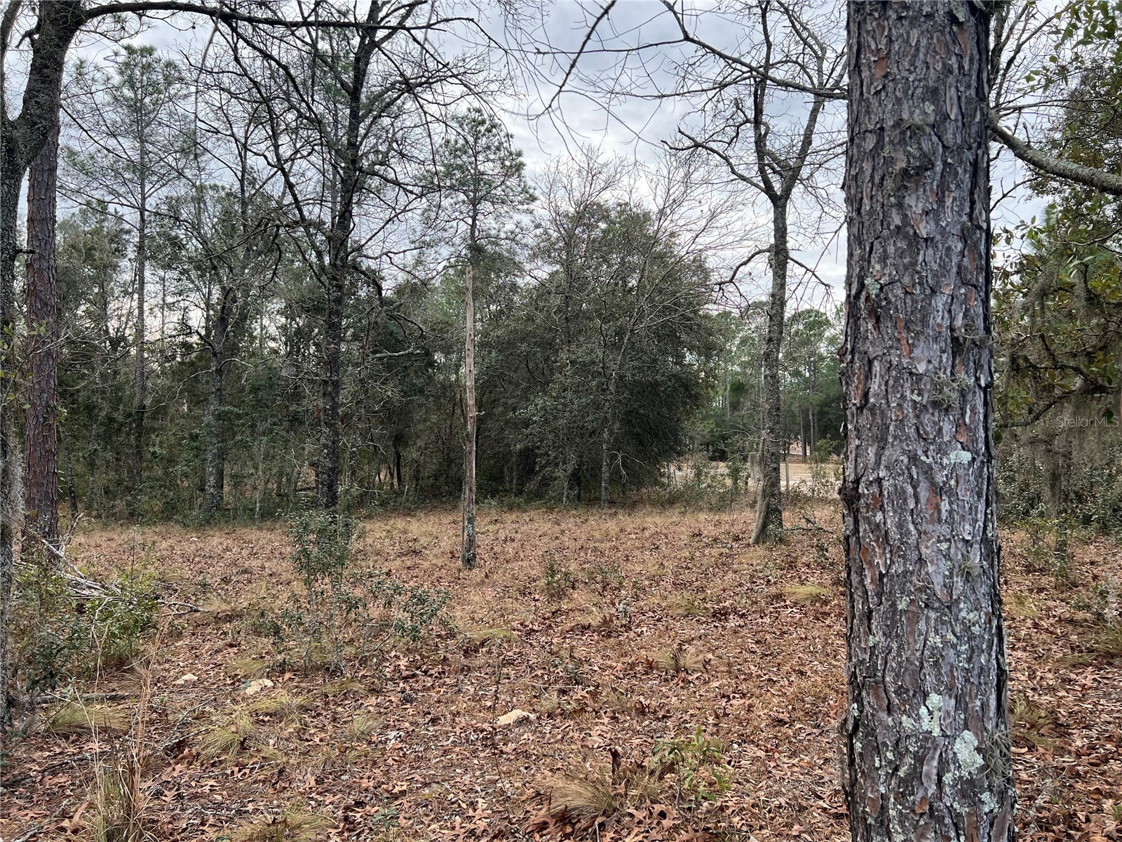 20140 NW 27th Street Morriston FL 32668 GC536980 image70