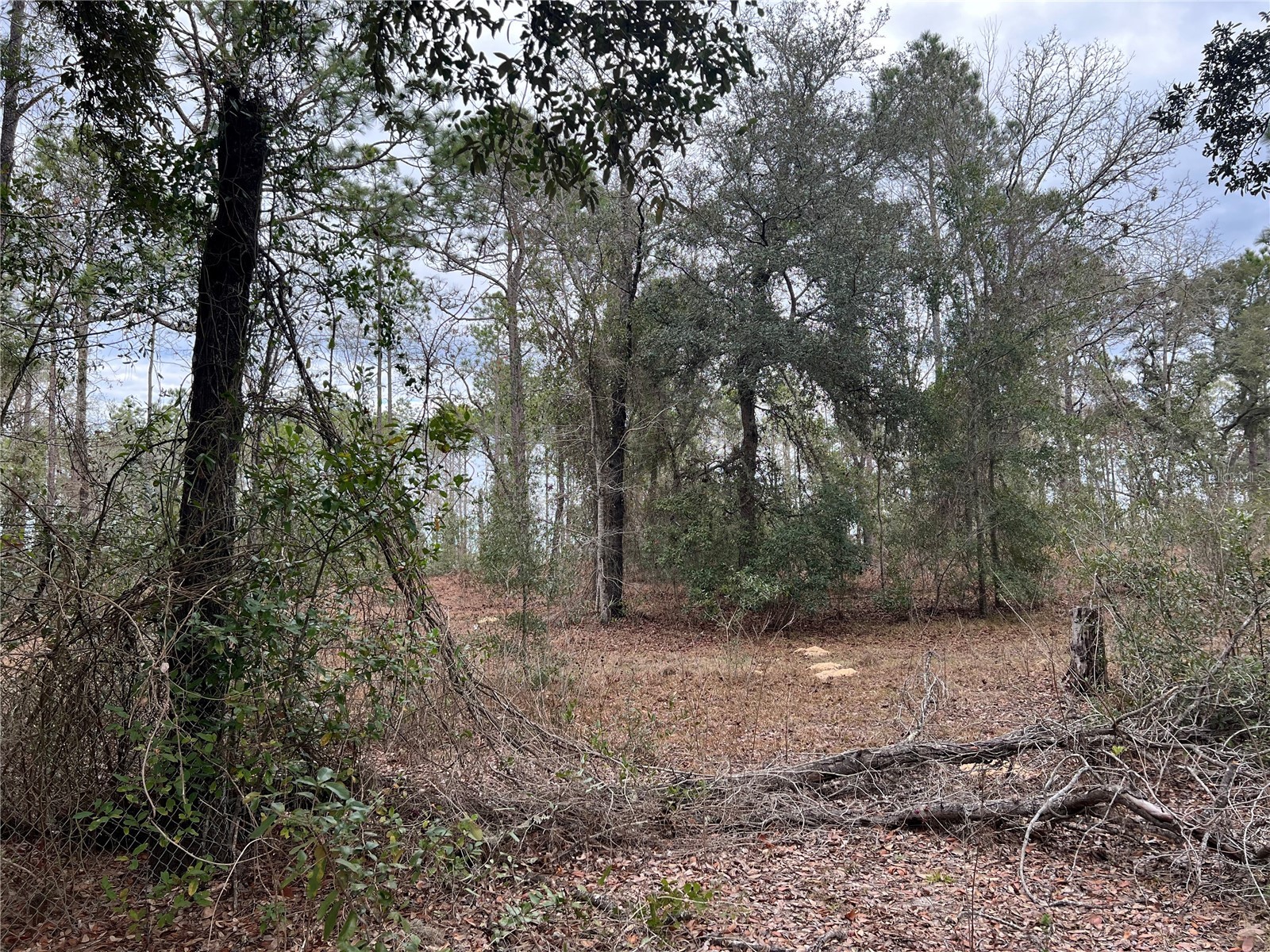 20140 NW 27th Street Morriston FL 32668 GC536980 image8