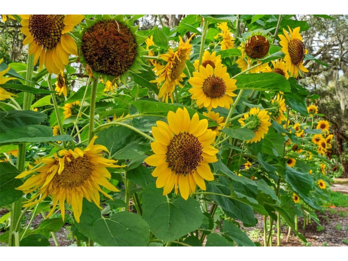 2016 Lewis Road Leesburg FL 34748 O6318769 image88