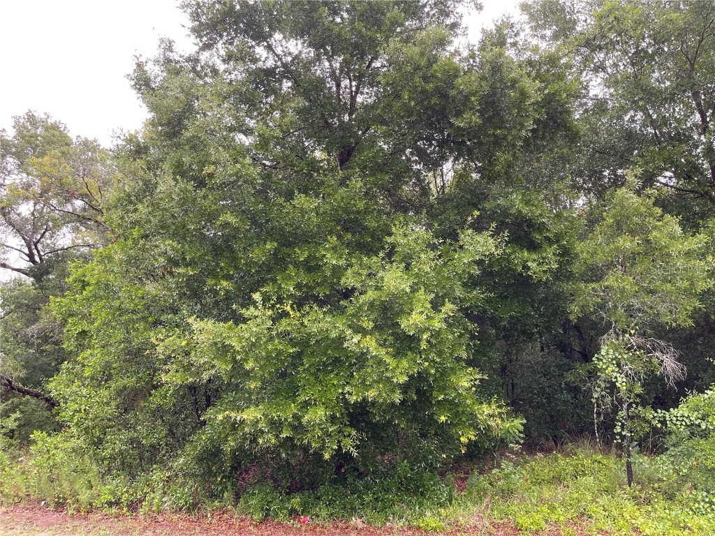 2020 Maximilian Avenue Spring Hill FL 34609 W7845466 image1