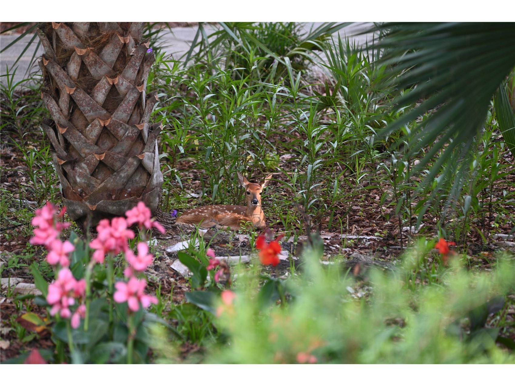 2021 Waterford Estates Drive New Smyrna Beach FL 32168 - LAKE WATERFORD NS1088735 image75