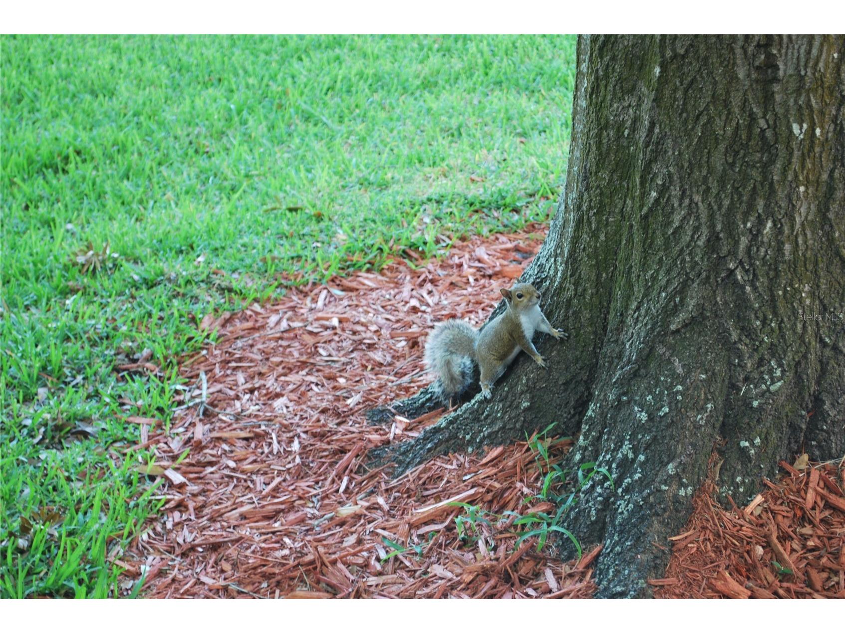 2023 Nash Drive Clearwater FL 33763 TB8498612 image37