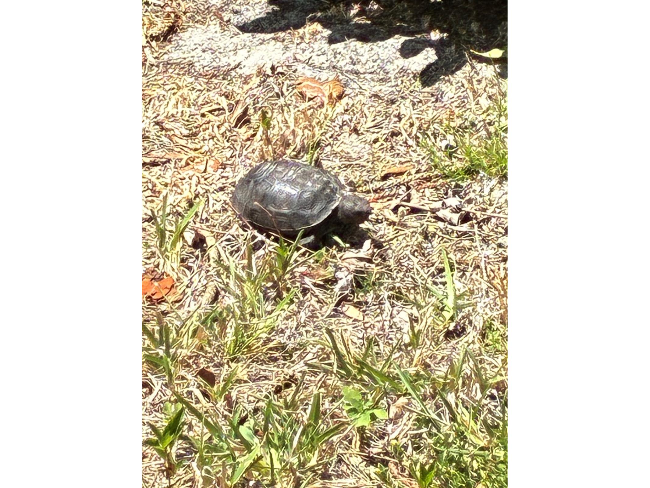 203 Rubens Drive #H Nokomis FL 34275 A4688449 image27