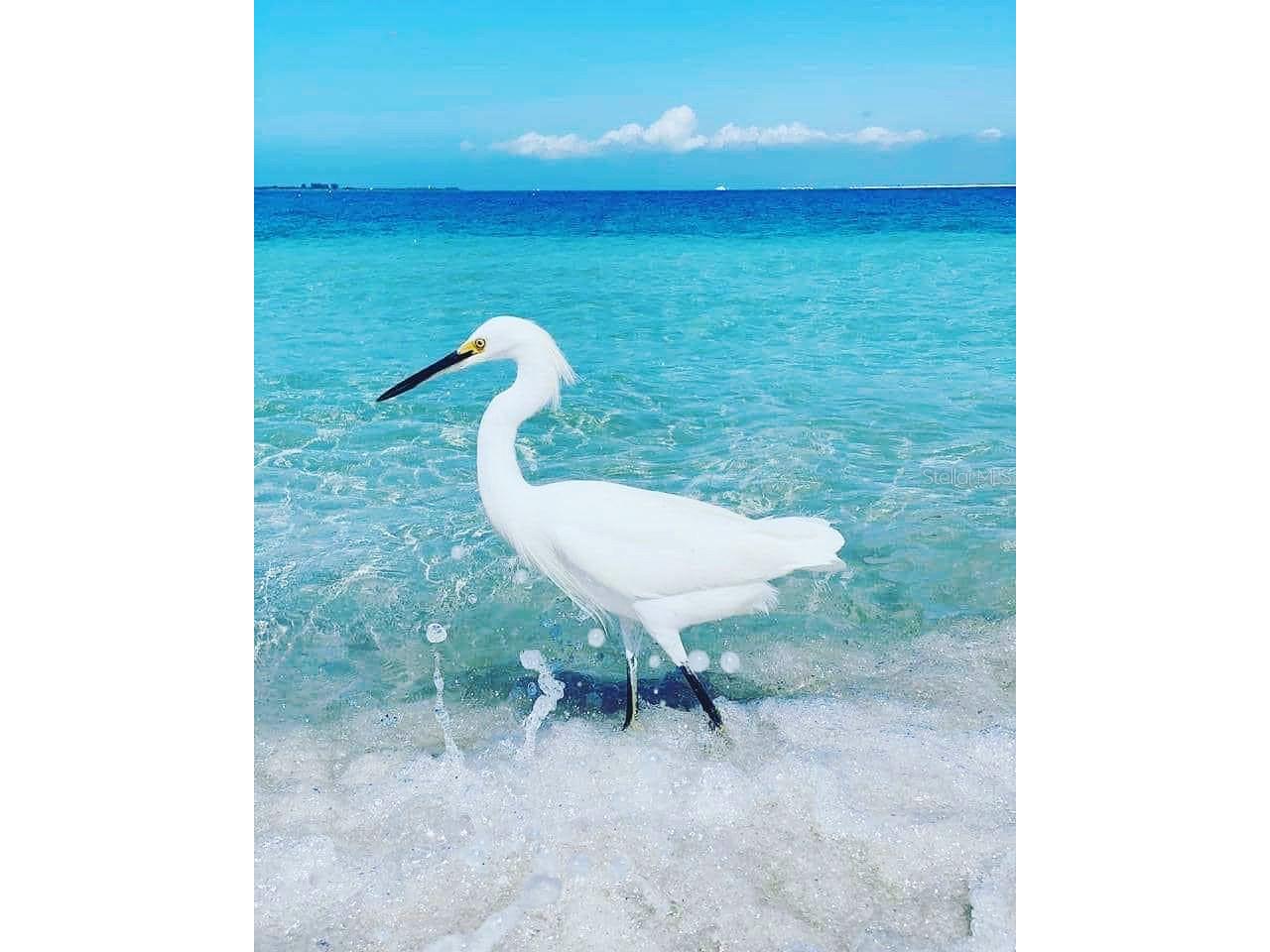 20392 Lagente Circle Venice FL 34293 N6140177 image81