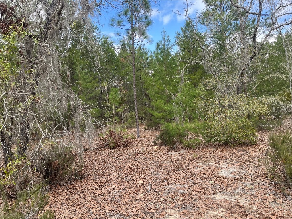 204 Glasgow Street Interlachen FL 32148 OK224819 image11