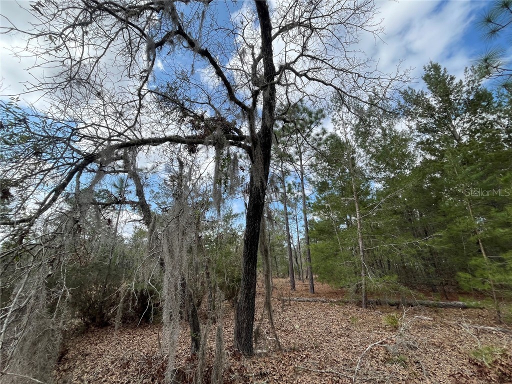 204 Glasgow Street Interlachen FL 32148 OK224819 image12