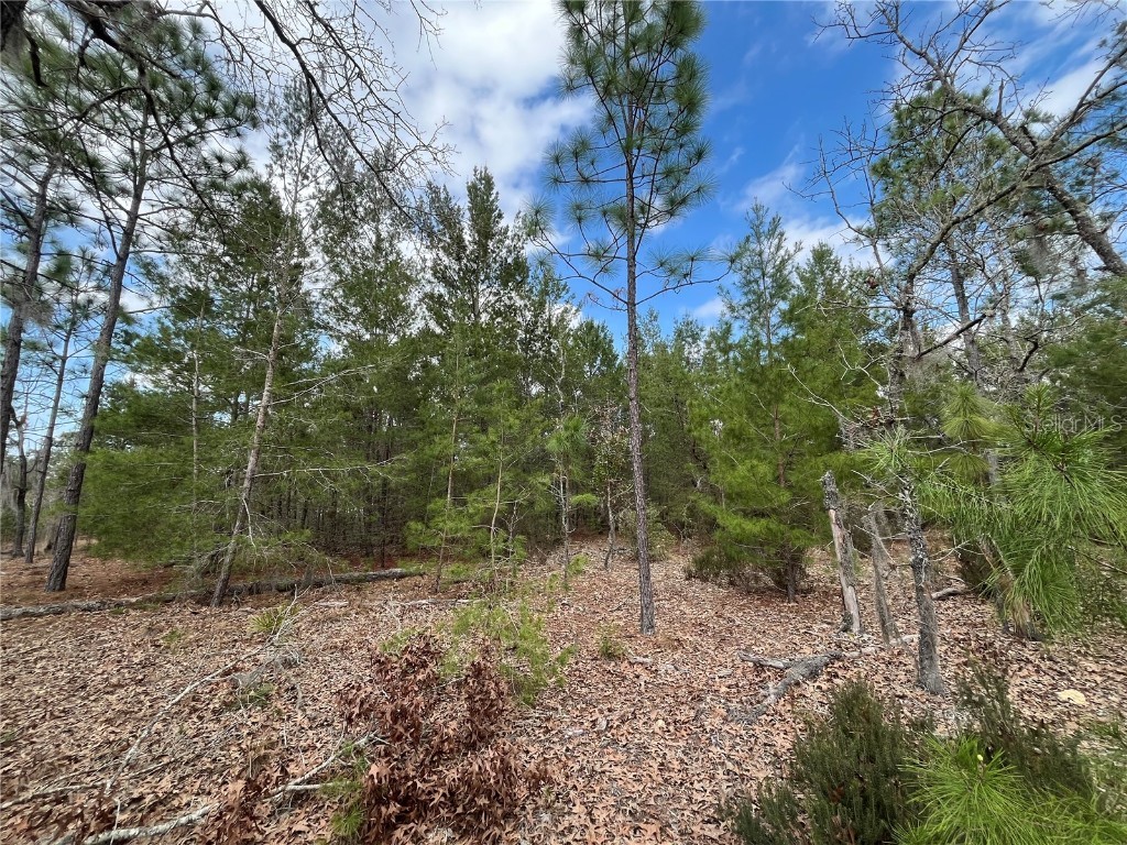 204 Glasgow Street Interlachen FL 32148 OK224819 image13