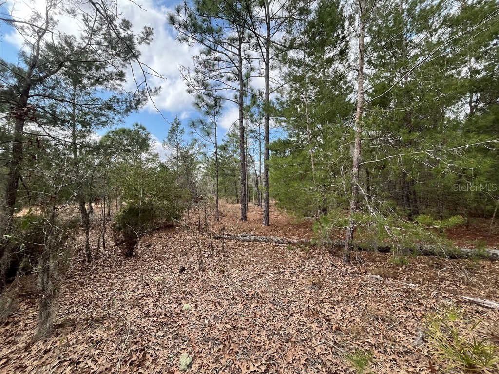 204 Glasgow Street Interlachen FL 32148 OK224819 image14