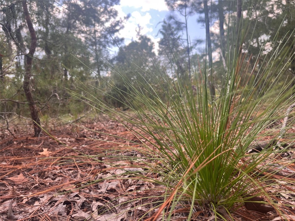 204 Glasgow Street Interlachen FL 32148 OK224819 image5