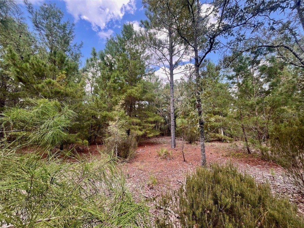 204 Glasgow Street Interlachen FL 32148 OK224819 image8