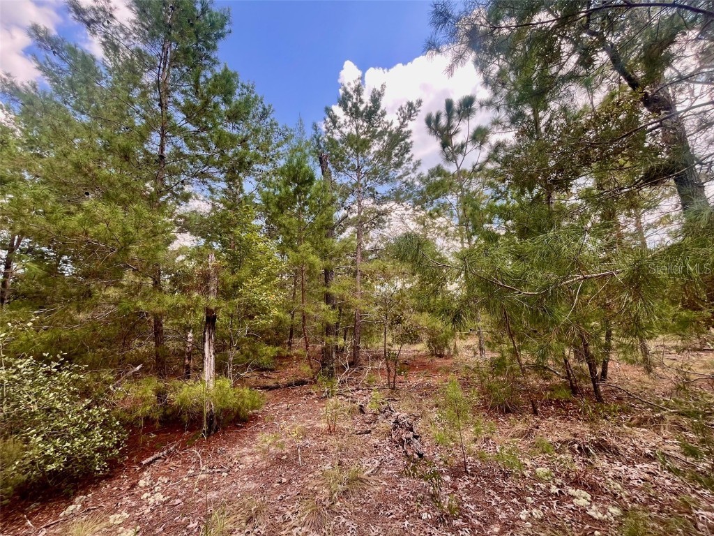 204 Glasgow Street Interlachen FL 32148 OK224819 image9