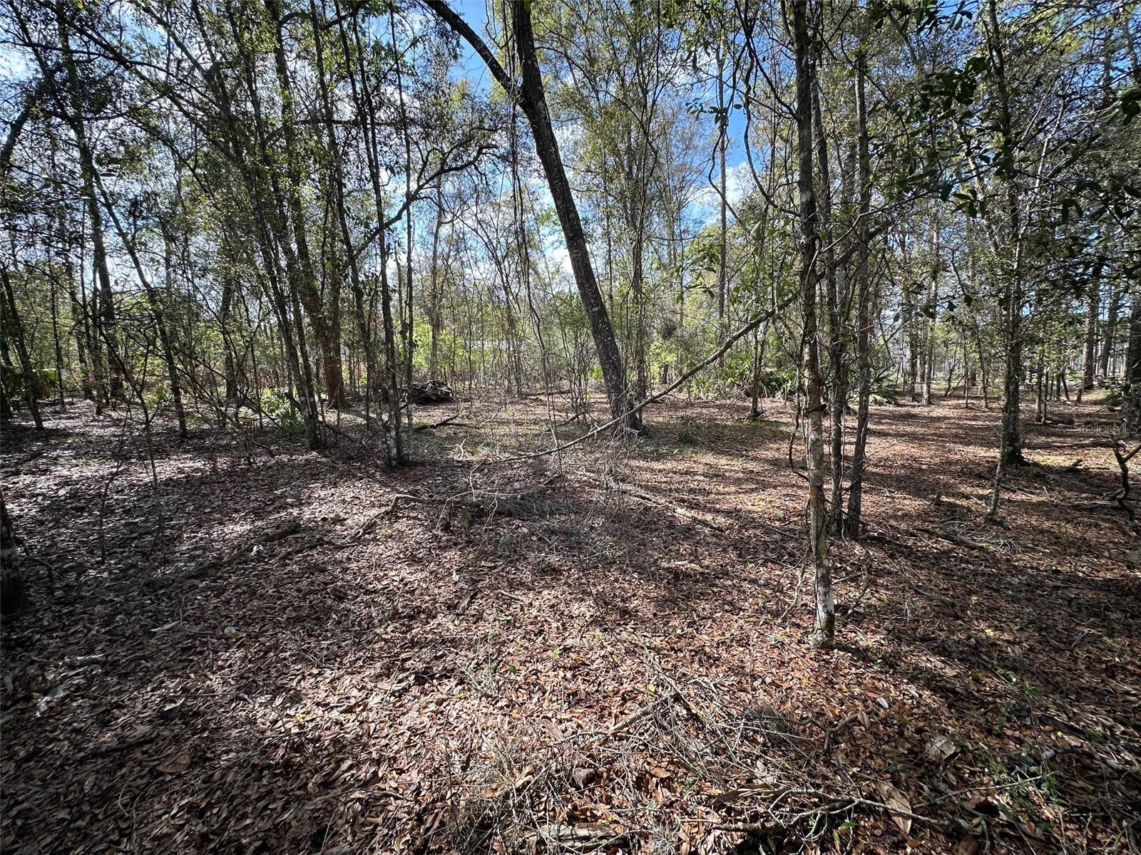 20403 Gamble Drive Brooksville FL 34601 TB8486924 image62