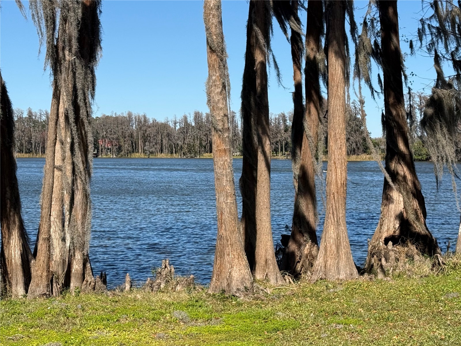 20425 Gardenia Drive Land O Lakes FL 34638 TB8479110 image20