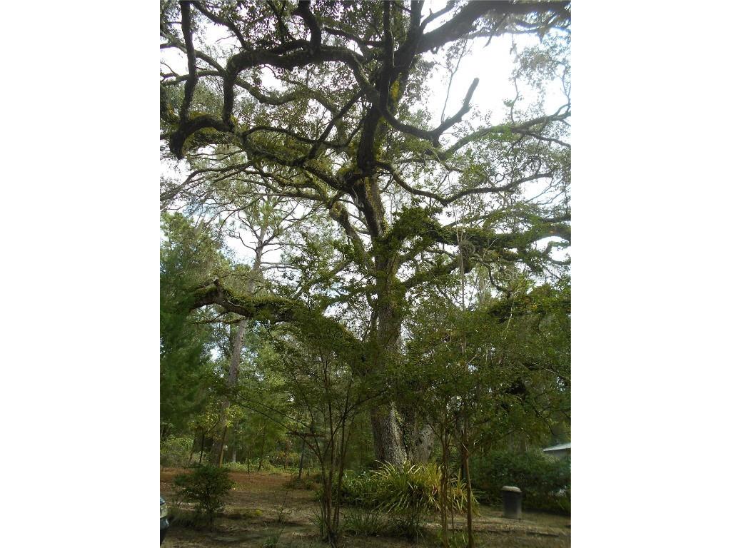 20425 NE 143rd Street Fort Mc Coy FL 32134 OM710940 image34