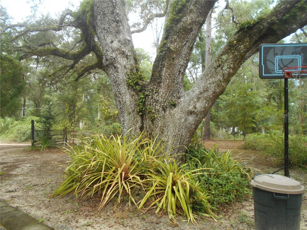 20425 NE 143rd Street Fort Mc Coy FL 32134 OM710940 image35