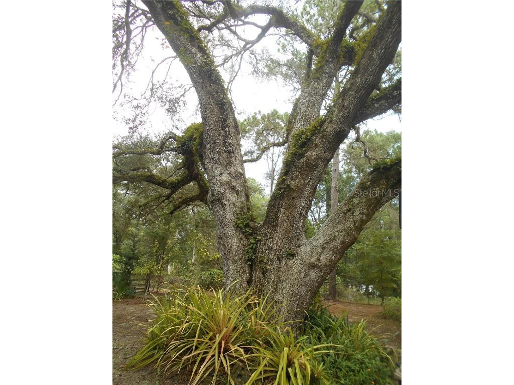 20425 NE 143rd Street Fort Mc Coy FL 32134 OM710940 image36