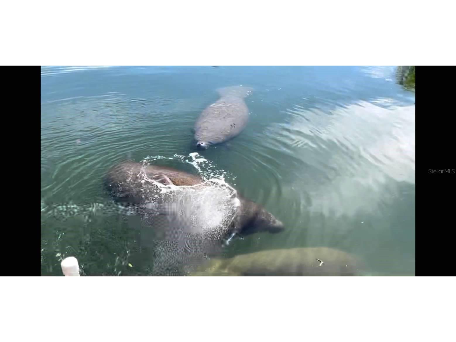 2044 Montana Avenue NE Saint Petersburg FL 33703 W7867812 image31