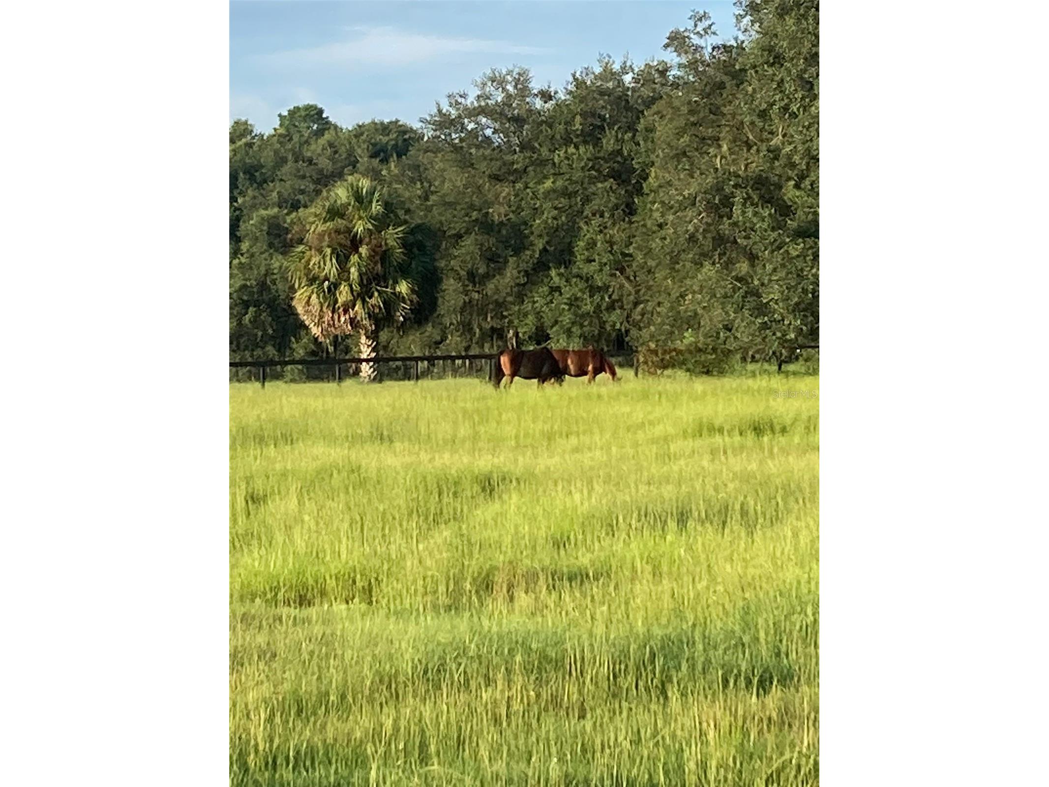 20462 SW 36th Street Dunnellon FL 34431 OM715927 image37