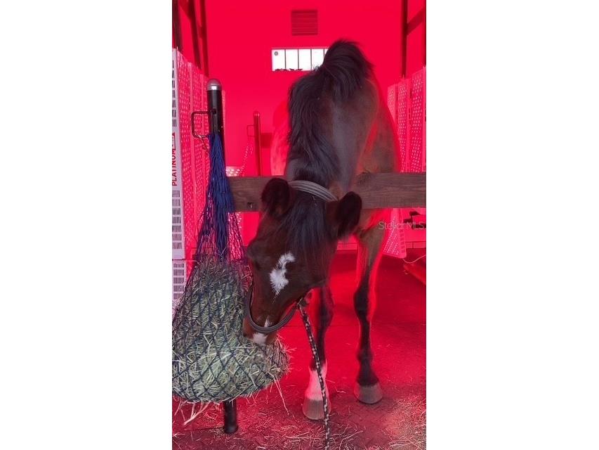 20462 SW 36th Street Dunnellon FL 34431 OM715927 image45