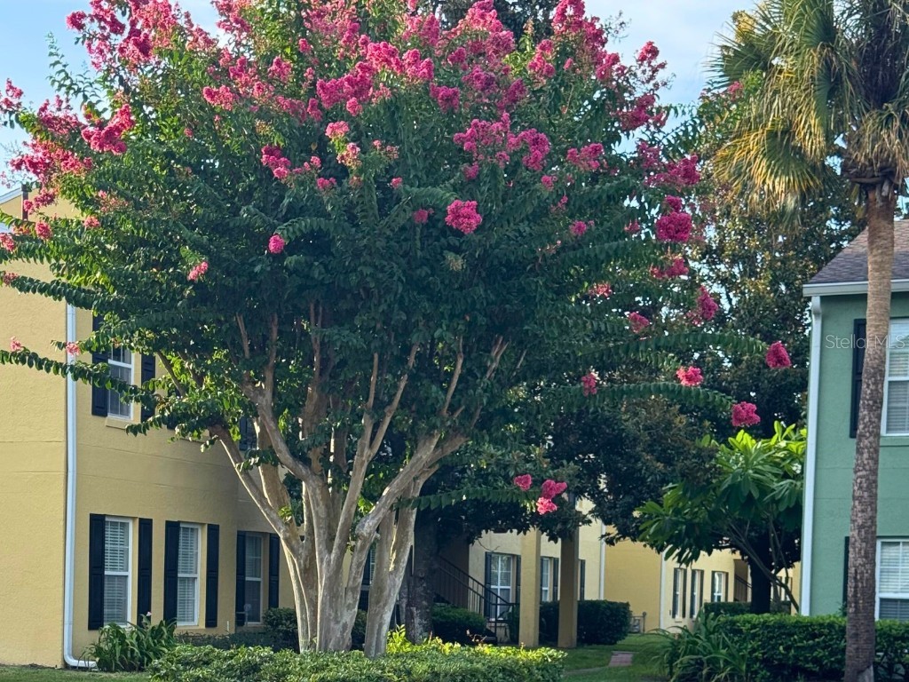 2053 Dixie Belle Drive #E Orlando FL 32812 O6330456 image20