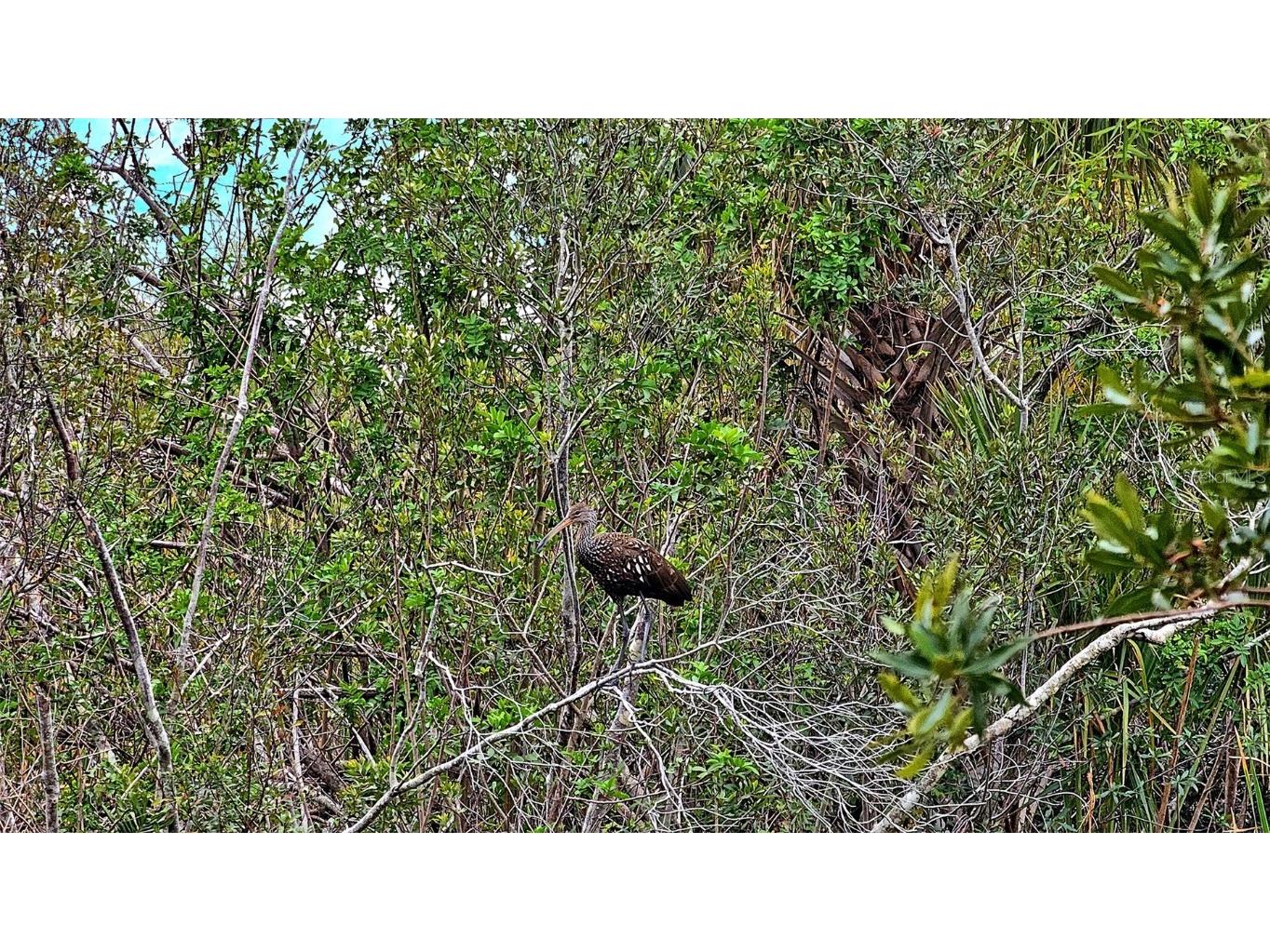 206 Bella Vista Terrace #29B North Venice FL 34275 A4661424 image41