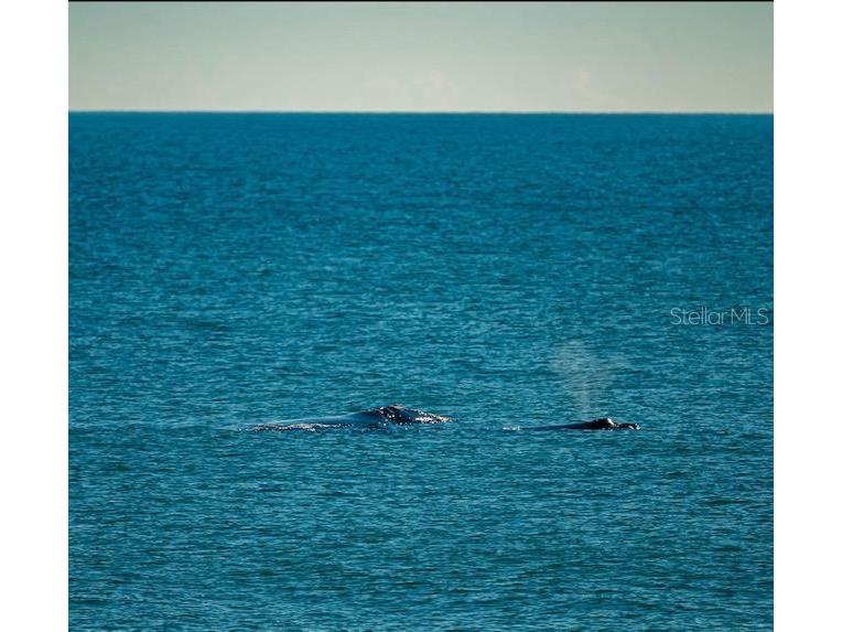 206 Monitor Drive Flagler Beach FL 32136 FC307172 image31