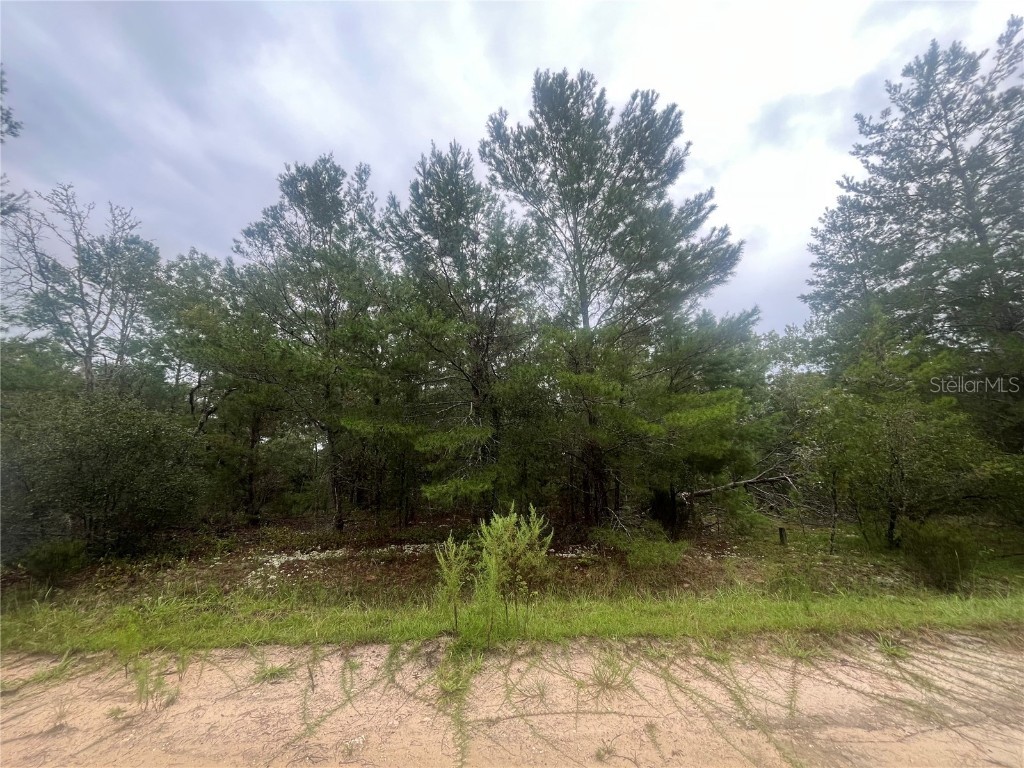 206 Wales Street Interlachen FL 32148 OK225380 image3