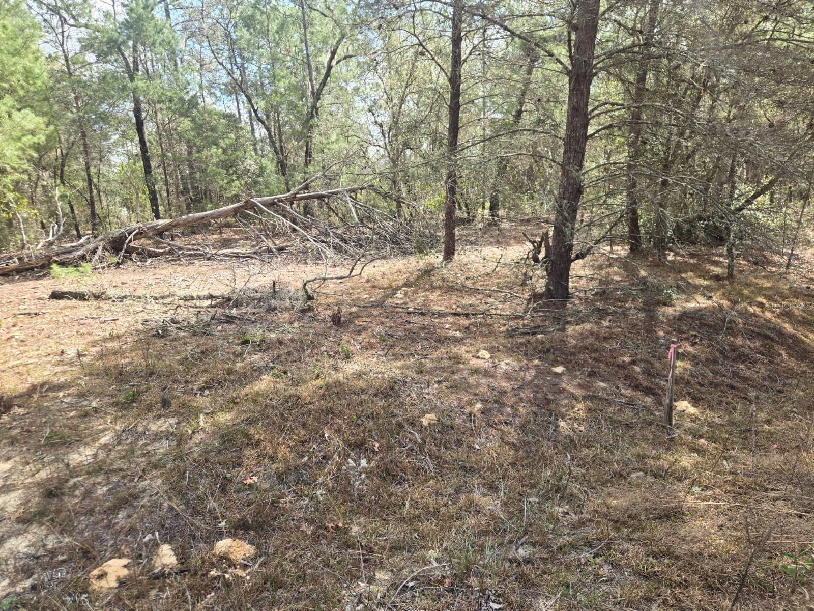 206 Wales Street Interlachen FL 32148 TB8495116 image1