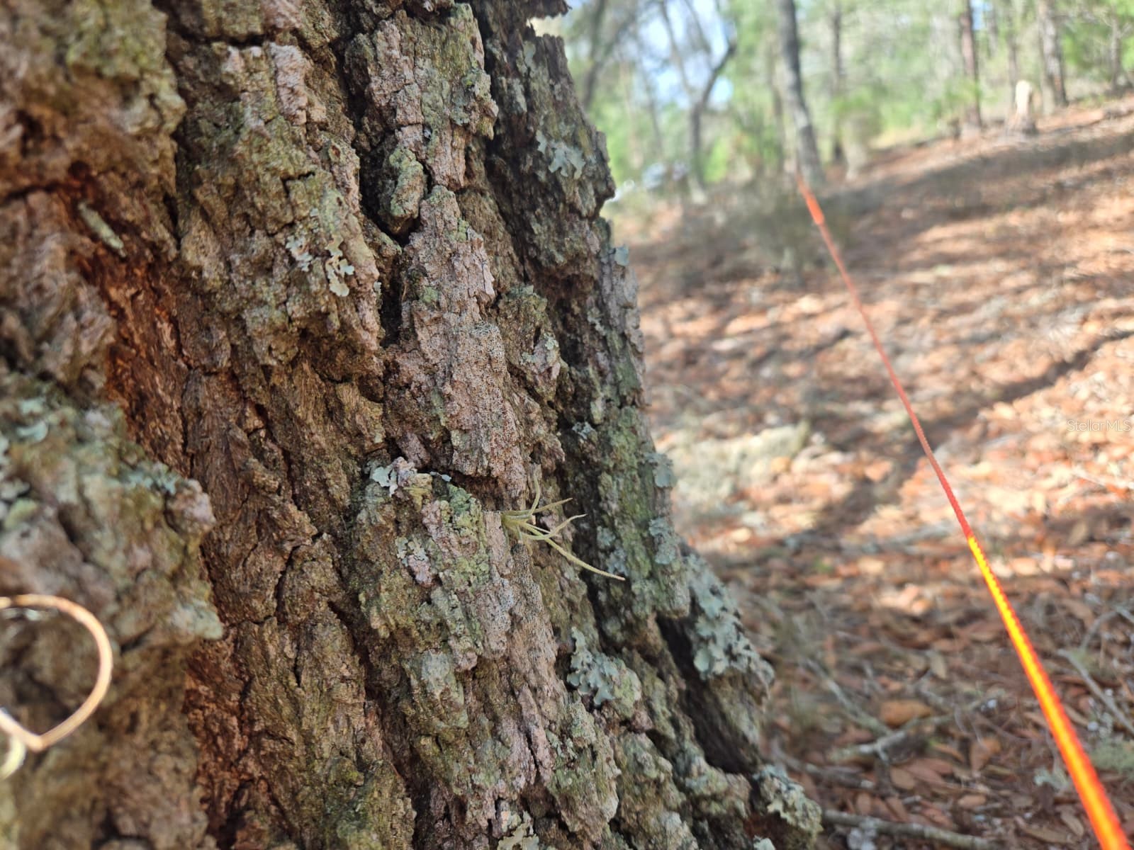 206 Wales Street Interlachen FL 32148 TB8495116 image2