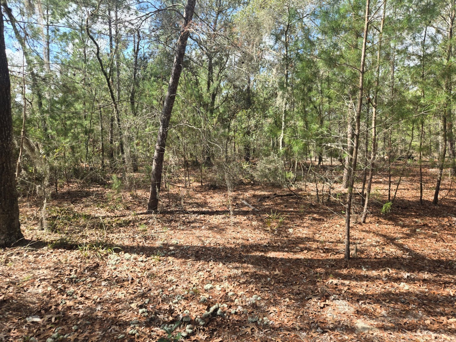 206 Wales Street Interlachen FL 32148 TB8495116 image5