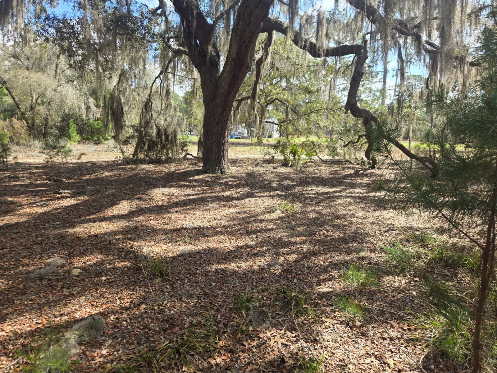 206 Wales Street Interlachen FL 32148 TB8495116 image6