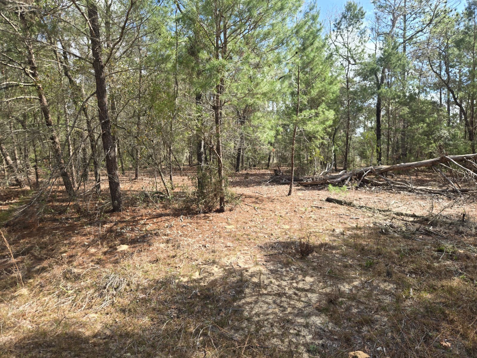 206 Wales Street Interlachen FL 32148 TB8495116 image9