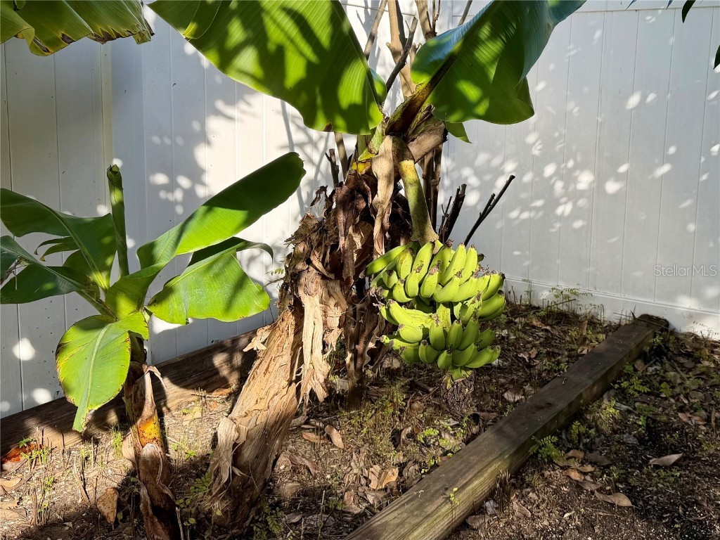 2069 Nerva Road Winter Garden FL 34787 O6370605 image33