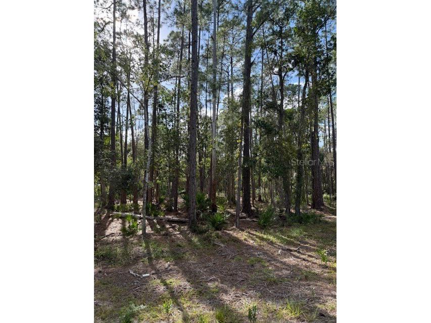 207 Ocala Court Georgetown FL 32139 V4949731 image1