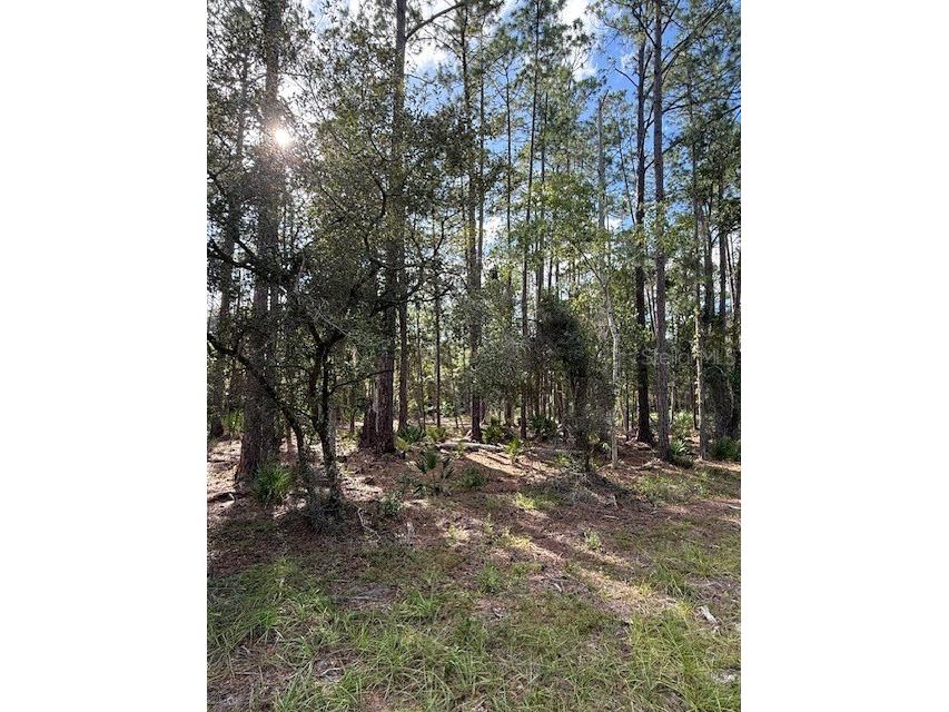 207 Ocala Court Georgetown FL 32139 V4949731 image2