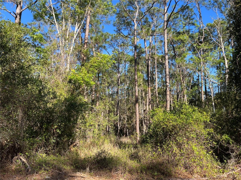 208 SE 3rd Street Georgetown FL 32139 OK225378 image2