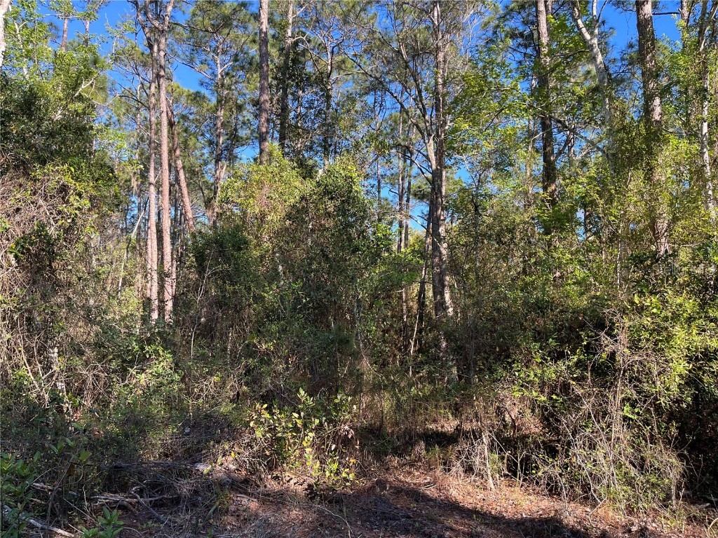 208 SE 3rd Street Georgetown FL 32139 OK225378 image3