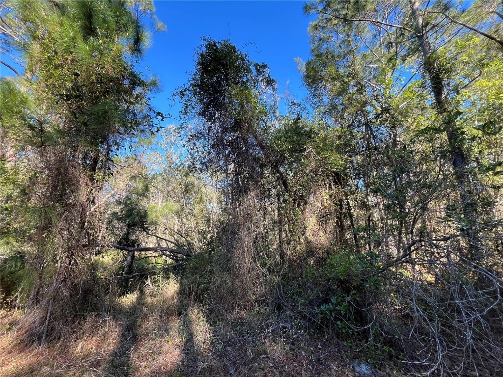 208 SE 3rd Street Georgetown FL 32139 OK225378 image5