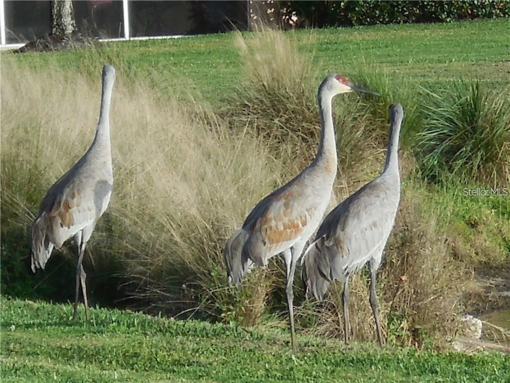 2081 Willow Hammock Circle #F105 Punta Gorda FL 33983 C7516246 image40