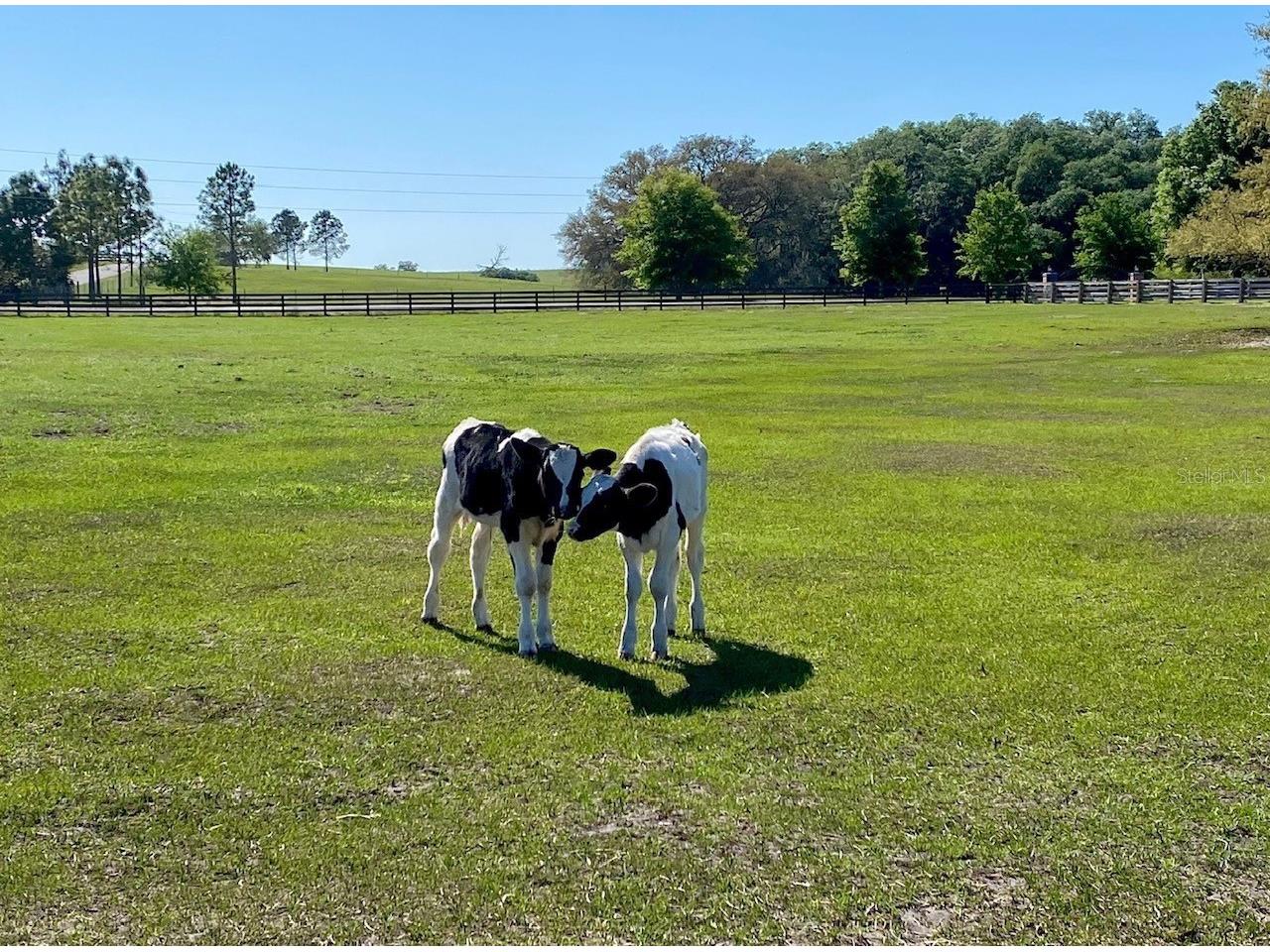 20832 Hunter Hill Drive Dade City FL 33523 W7882983 image34