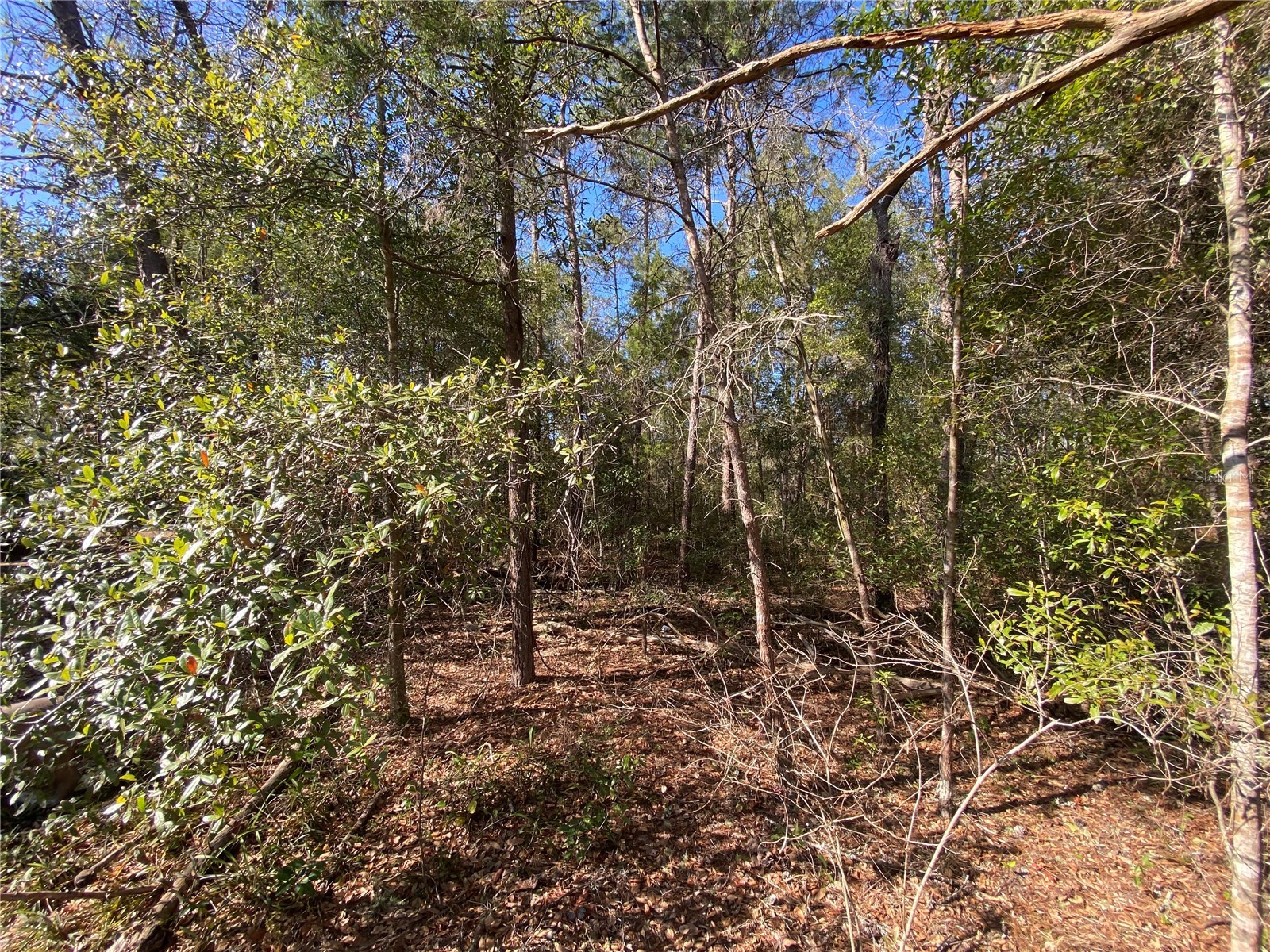 2085 SW Algiers Court Dunnellon FL 34431 O6421477 image2