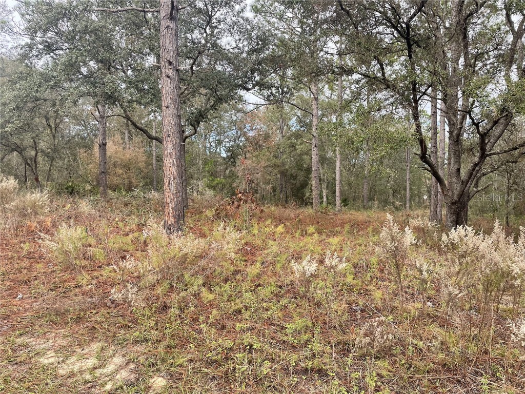 2085 W Pinegrove Drive Citrus Springs FL 34434 OM670093 image1