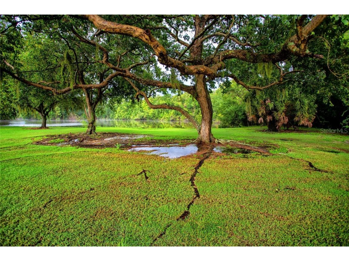 209 Cypress Court #209 Oldsmar FL 34677 TB8457055 image39