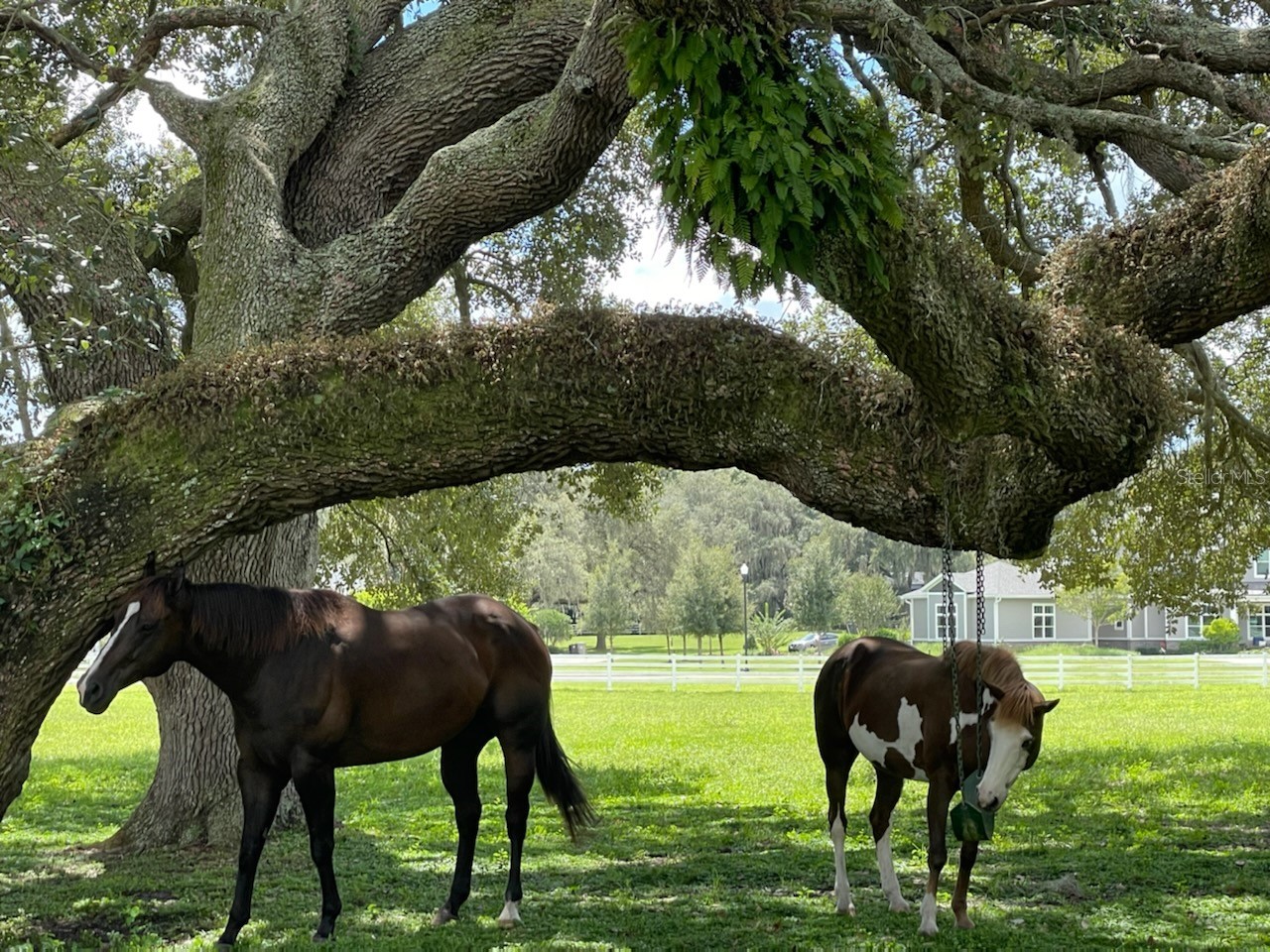 209 Kentucky Blue Circle Apopka FL 32712 O6358949 image76