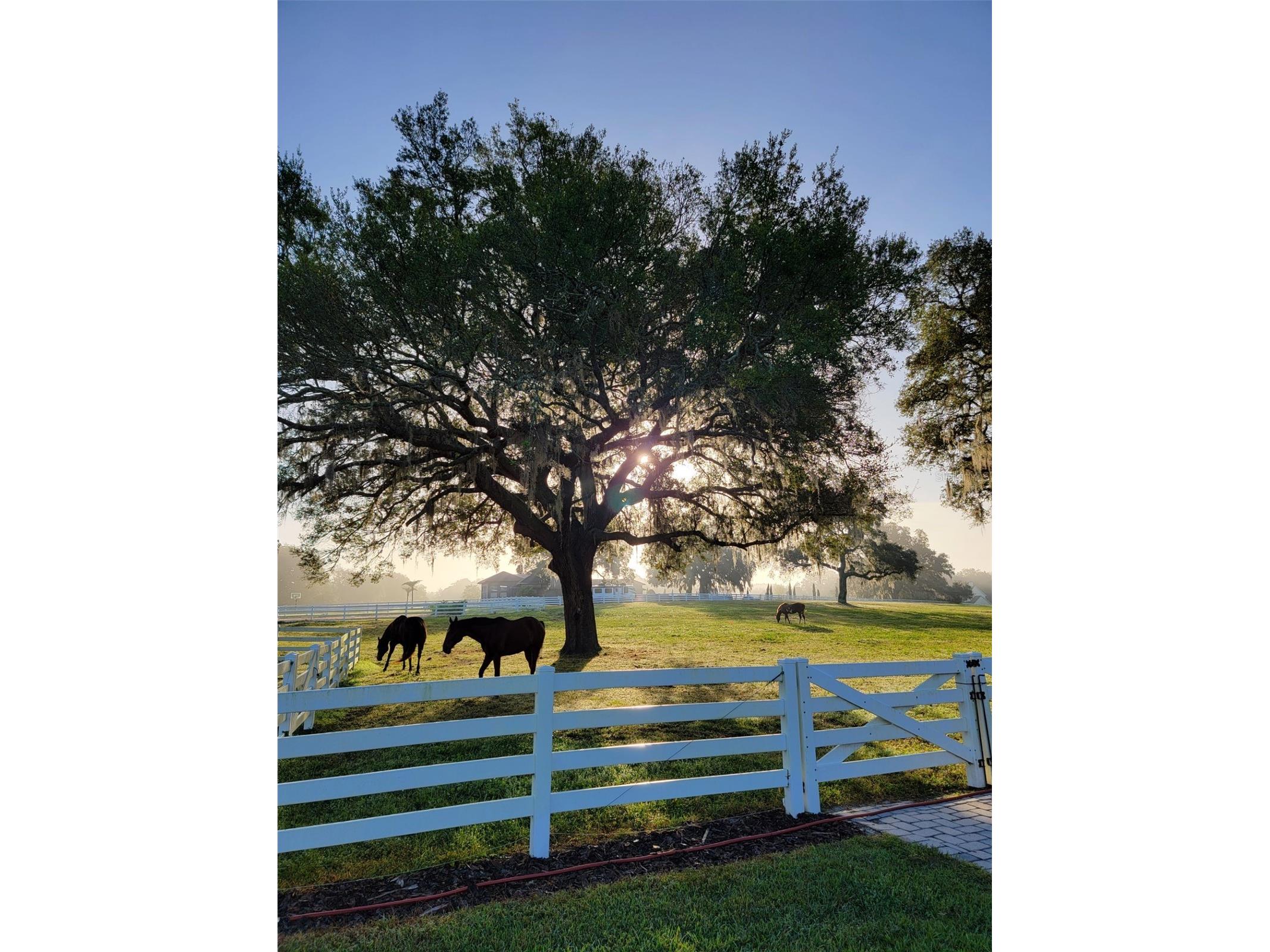 209 Kentucky Blue Circle Apopka FL 32712 O6358949 image78